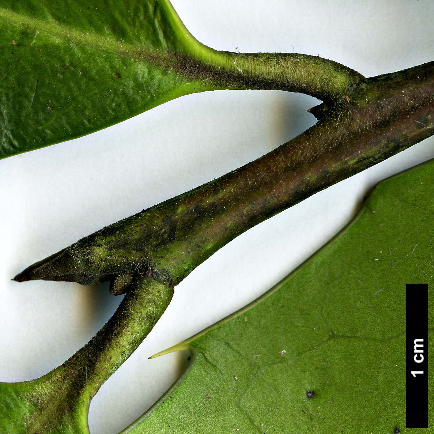 High resolution image: Family: Aquifoliaceae - Genus: Ilex - Taxon: perado - SpeciesSub: subsp. platyphylla